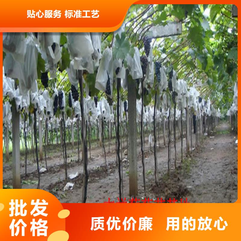 梨树苗视频-武平|连城|厦门|福州|莆田|南平|泉州|宁德广祥梨树苗_ 广祥农业科技(龙岩市分公司)