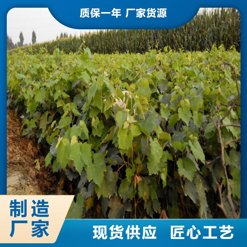 梨树苗视频-武平|连城|厦门|福州|莆田|南平|泉州|宁德广祥梨树苗_ 广祥农业科技(龙岩市分公司)