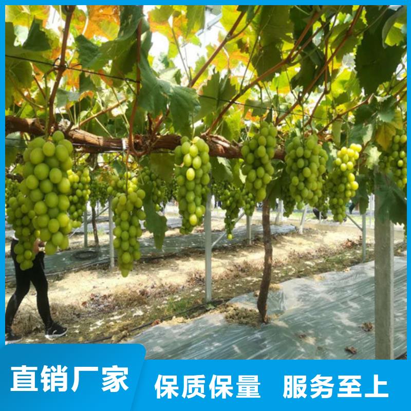 梨树苗-视频-云南省红河市|泸西|元阳|普洱|西双版纳|曲靖|大理|临沧梨树苗-广祥