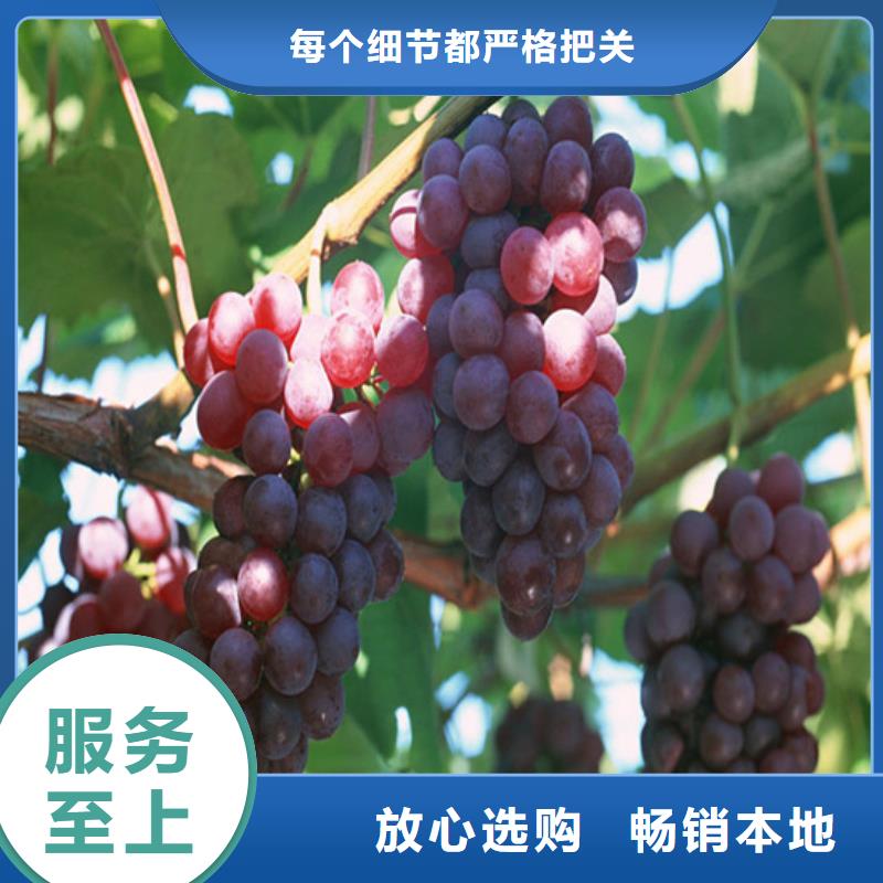酿酒品种葡萄苗哪里有批发的