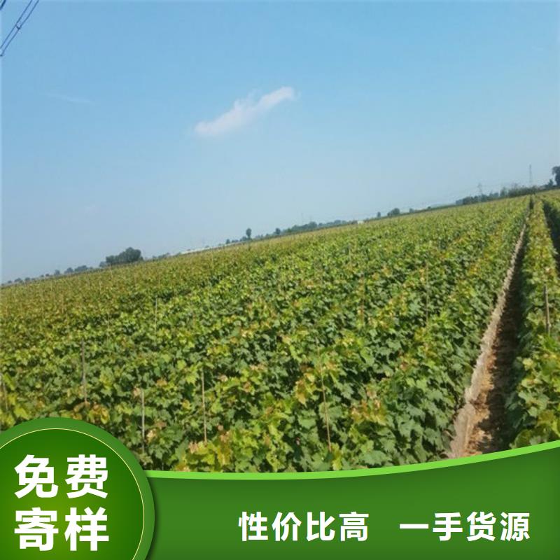 酿酒品种葡萄苗哪里有批发的