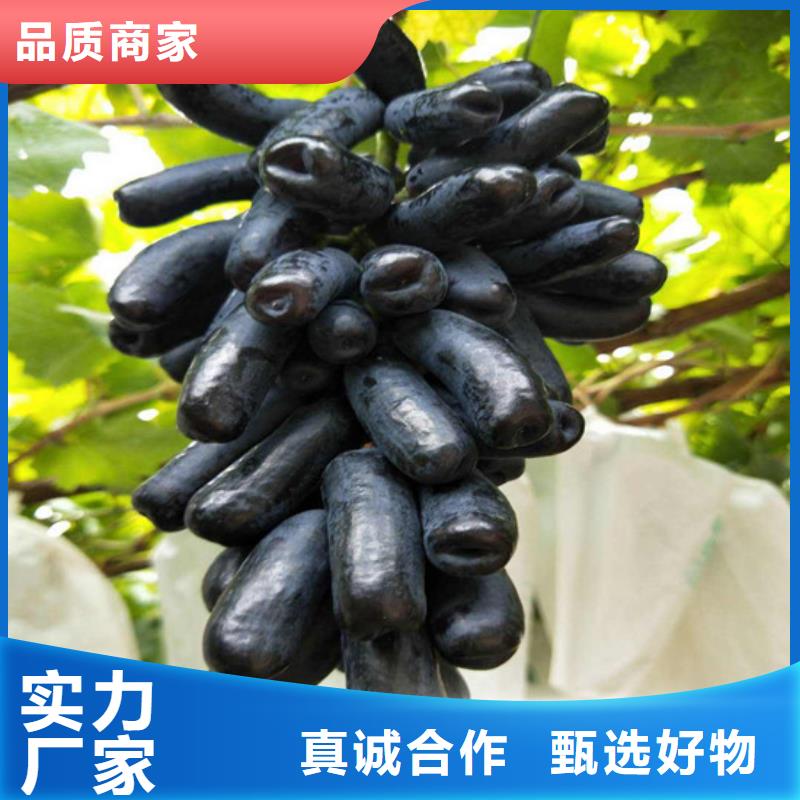 酿酒品种葡萄苗哪里有批发的