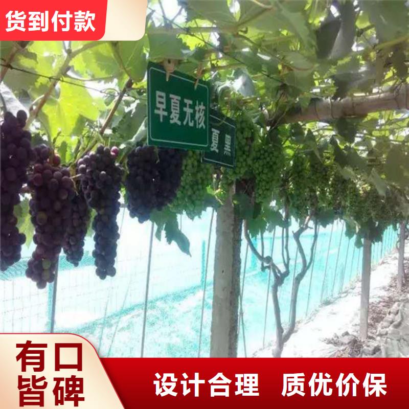 酿酒品种葡萄苗哪里有批发的