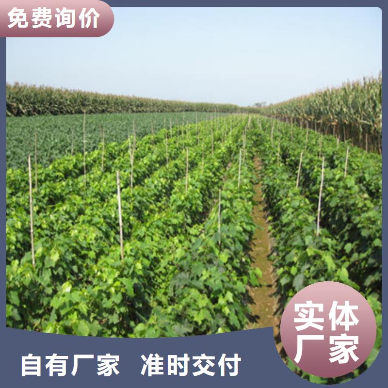 梨树苗-视频-云南省红河市|泸西|元阳|普洱|西双版纳|曲靖|大理|临沧梨树苗-广祥