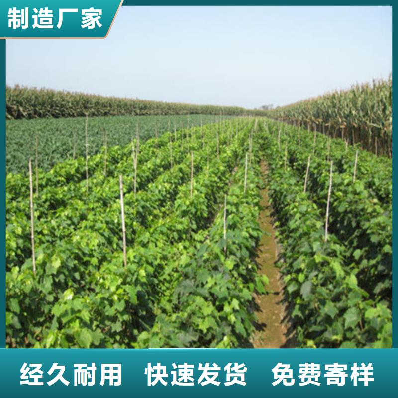 梨树苗视频-武平|连城|厦门|福州|莆田|南平|泉州|宁德广祥梨树苗_ 广祥农业科技(龙岩市分公司)
