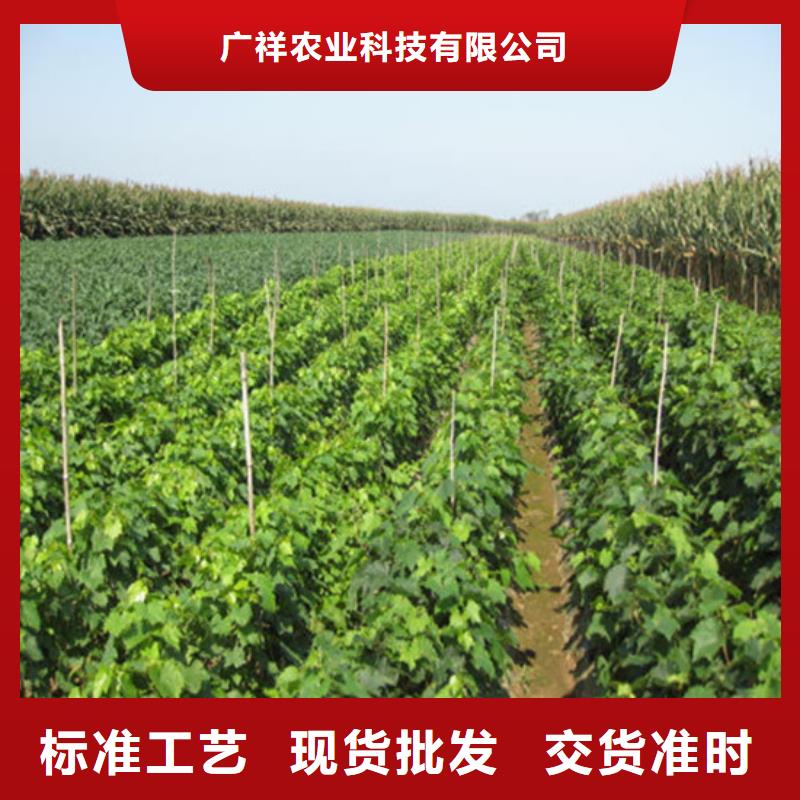 酿酒品种葡萄苗哪里有批发的