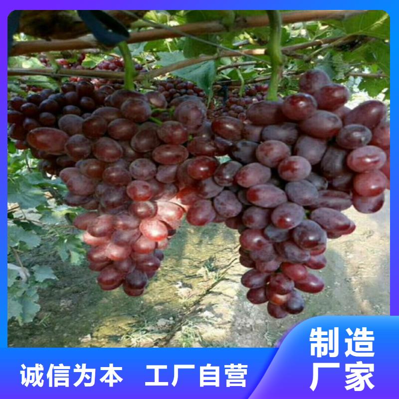酿酒品种葡萄苗哪里有批发的