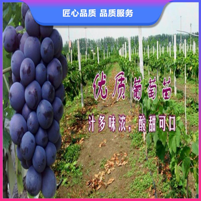 酿酒品种葡萄苗哪里有批发的