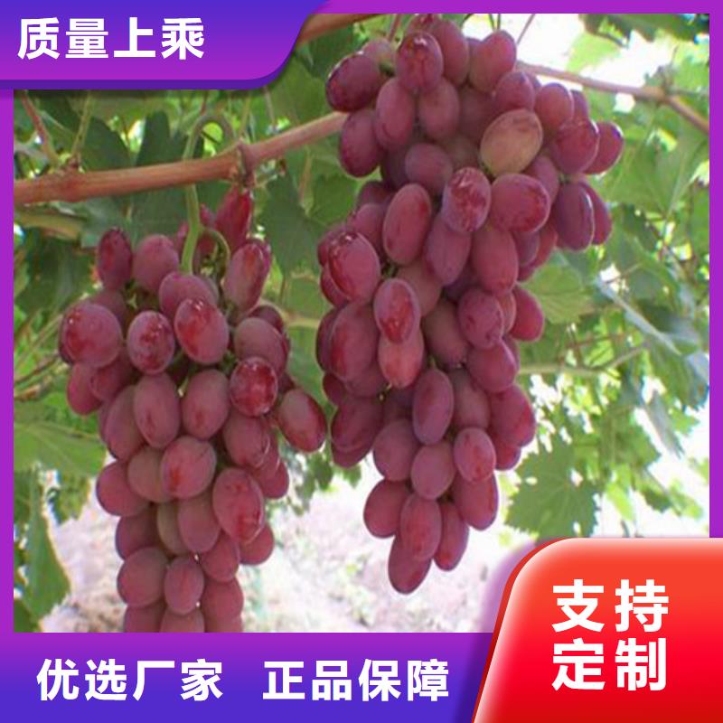 酿酒品种葡萄苗哪里有批发的