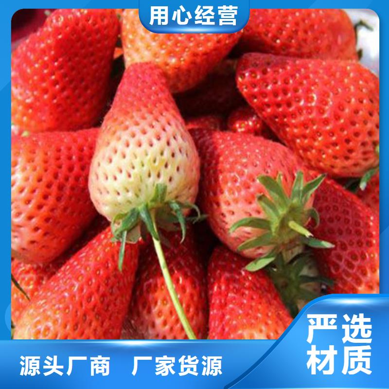 草莓苗草莓用心经营