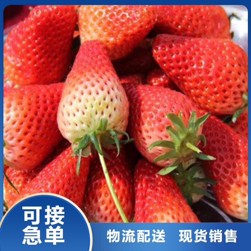 草莓苗_黄金苹果树苗源厂直接供货