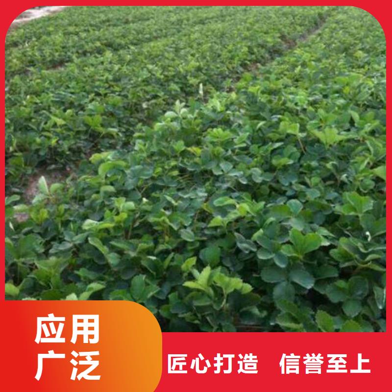 草莓苗,梨树苗基地源头工厂量大优惠