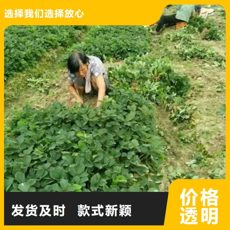 草莓苗_黄宝石梨树苗您身边的厂家