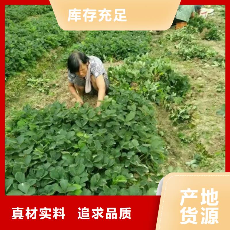 【草莓苗】-西梅树苗生产加工