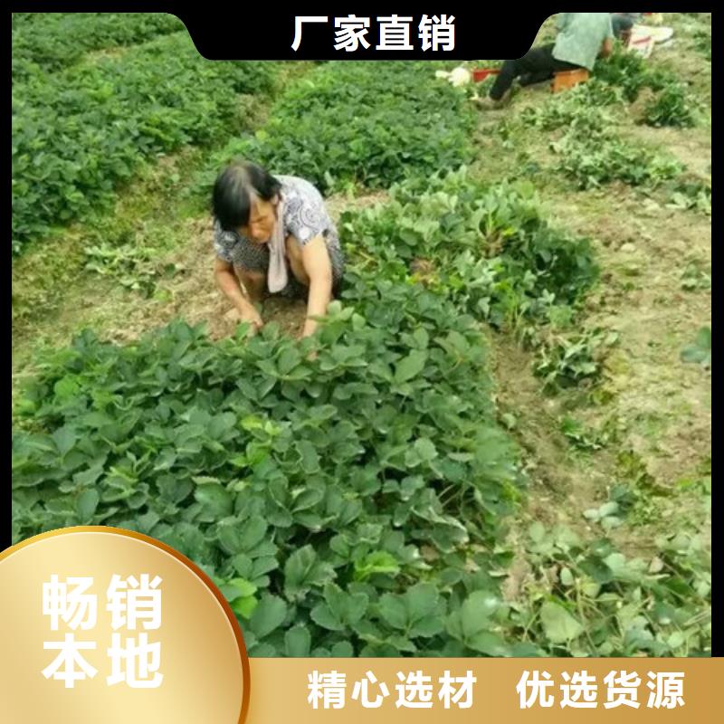 草莓苗 板栗苗严选用料