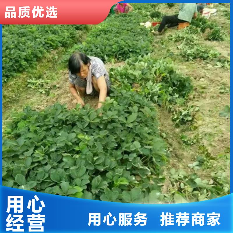 草莓苗_徐香猕猴桃树苗货源报价