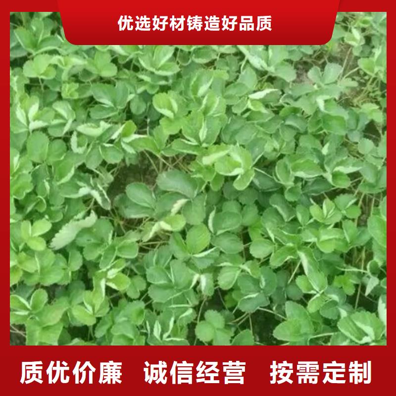 草莓苗大棚草莓苗厂家货源稳定