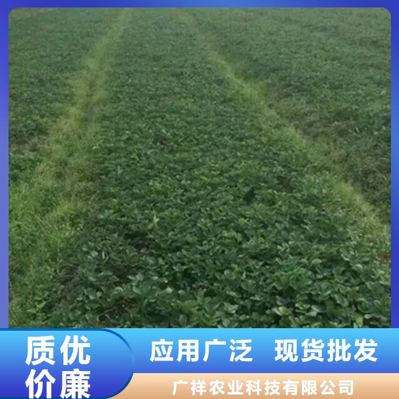 草莓苗-无籽葡萄树苗严选材质