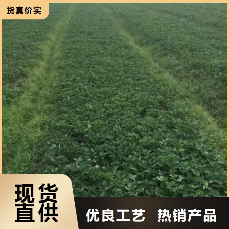 草莓苗_红颜草莓出厂价