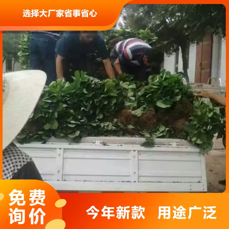 草莓苗艾琳娜西梅树苗厂家销售
