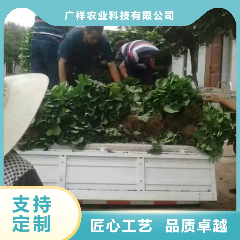 梨树苗视频-梨树苗(广祥)覆盖地域河南省开封市通许|尉氏|平顶山|郑州|商丘|三门峡|安阳|信阳|新乡
