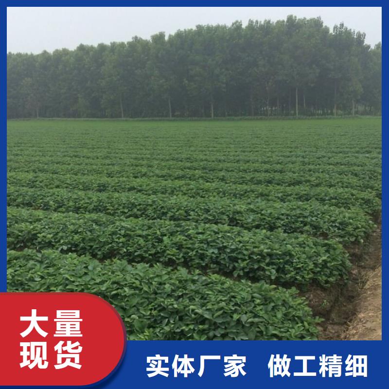 草莓苗-桃树苗厂家直营