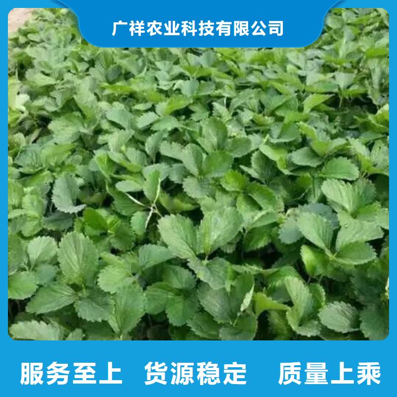 玉州香野草莓苗无中间商
