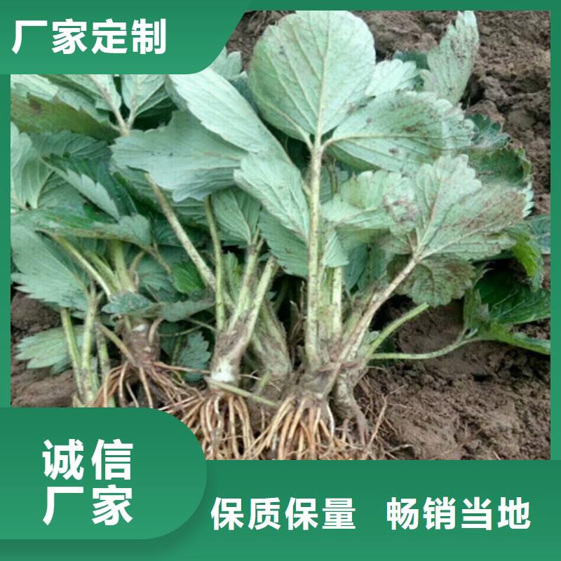 草莓苗_吉塞拉6号砧木诚信经营