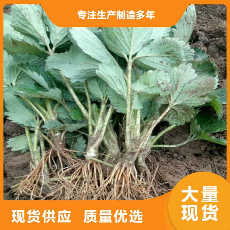 梨树苗-视频-梨树苗-广祥农业科技(西藏分公司)服务区域林芝|拉萨|那曲|昌都|山南