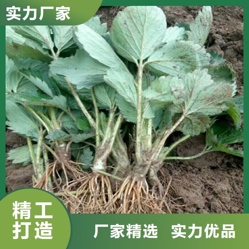 草莓苗油桃树苗一站式采购方便省心