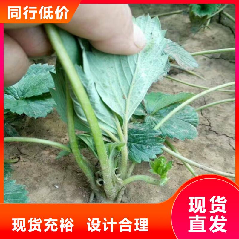 草莓苗梨树苗基地本地厂家值得信赖