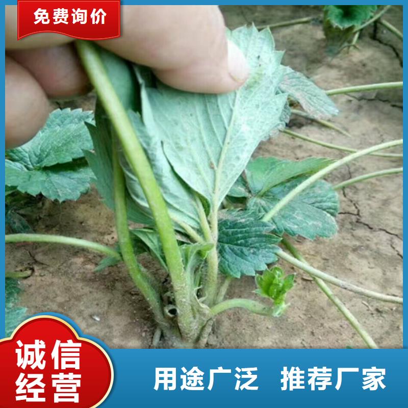 草莓苗珍珠枣油桃树苗老客户钟爱