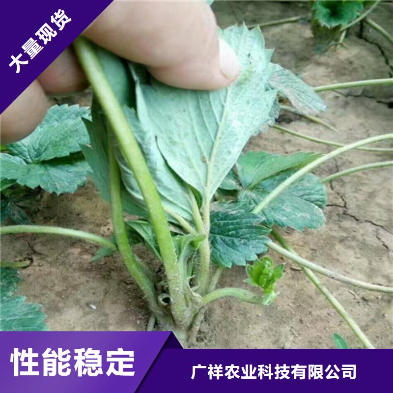 草莓苗_黄桃树苗产品优势特点