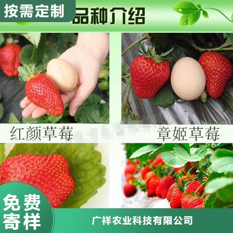 草莓苗 天仙醉草莓苗源厂供货