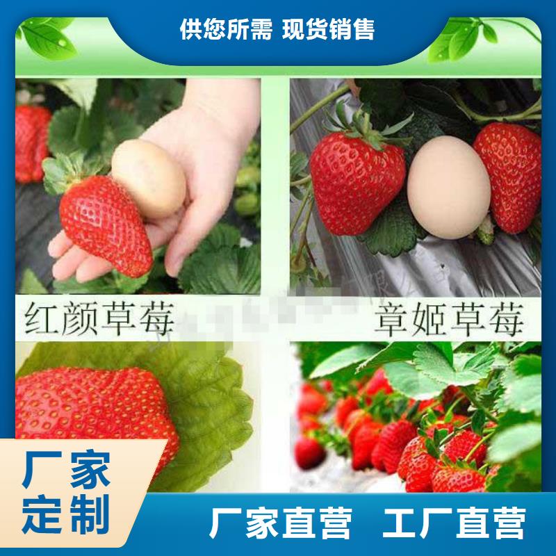草莓苗-红颜草莓质量看得见