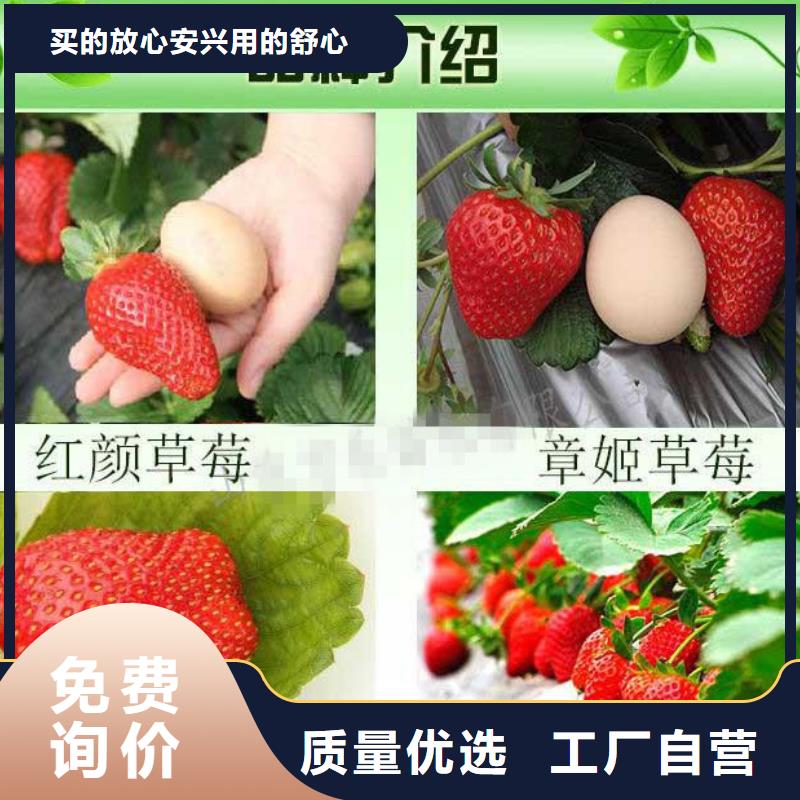 草莓苗-桃树苗厂家直营