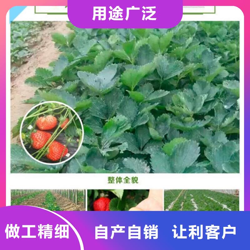 草莓苗油桃树苗一站式采购方便省心