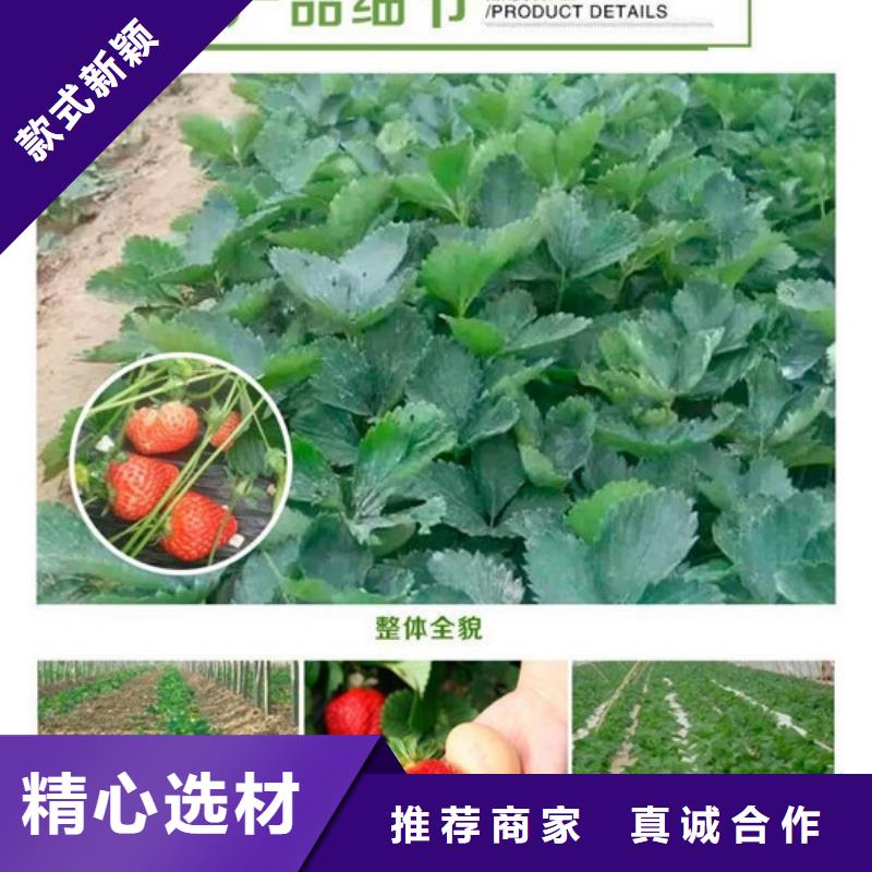 草莓苗_吉塞拉6号砧木诚信经营