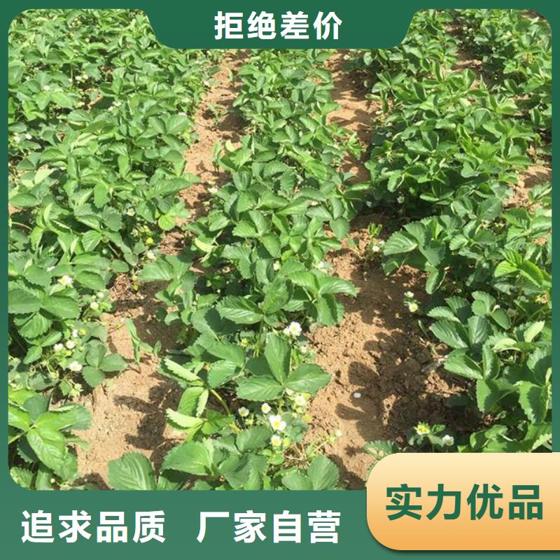 草莓苗草莓用心经营