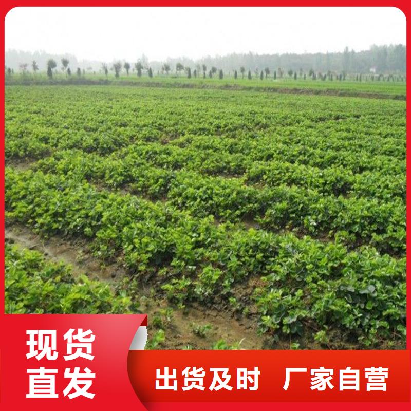 草莓苗_红油香椿树苗厂家直销大量现货