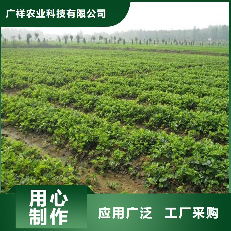 草莓苗苹果苗甄选好厂家