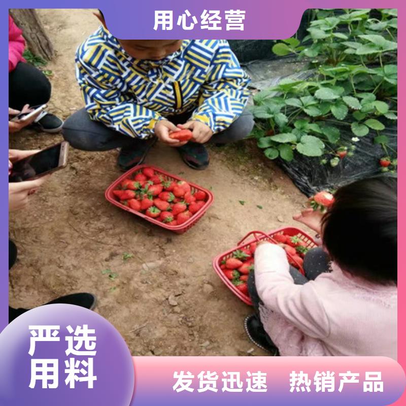 草莓苗苹果苗来图来样定制