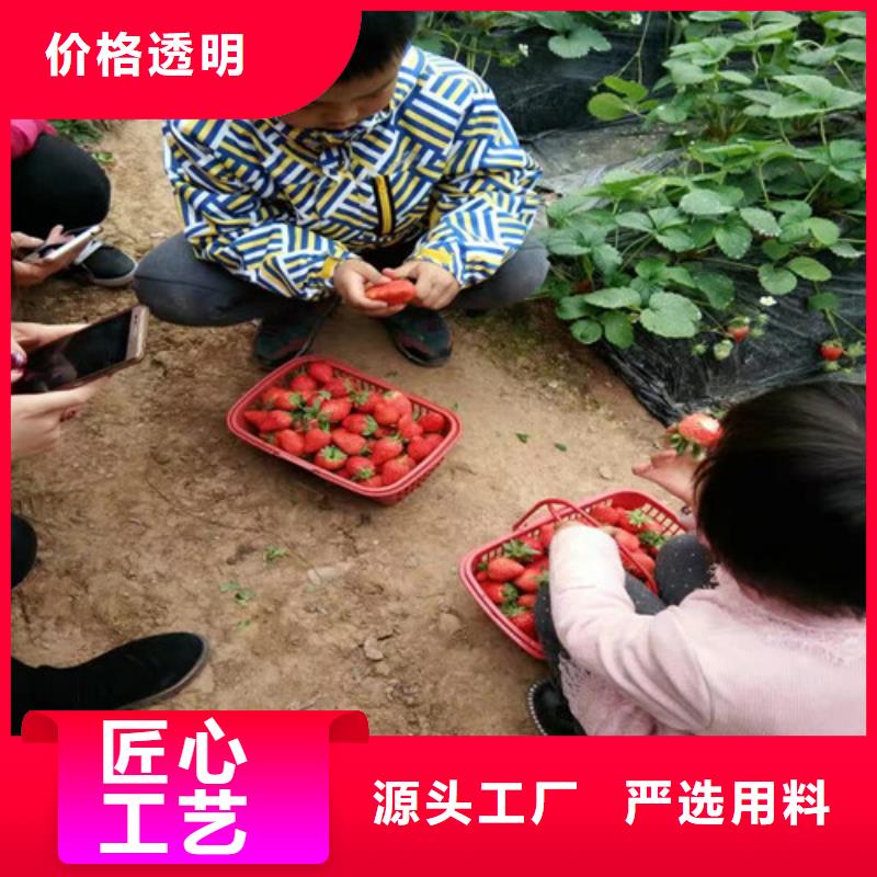 草莓苗_黄宝石梨树苗您身边的厂家