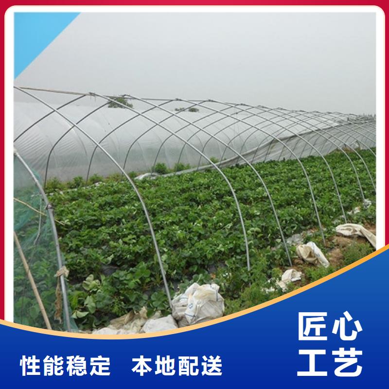 草莓苗_徐香猕猴桃树苗货源报价