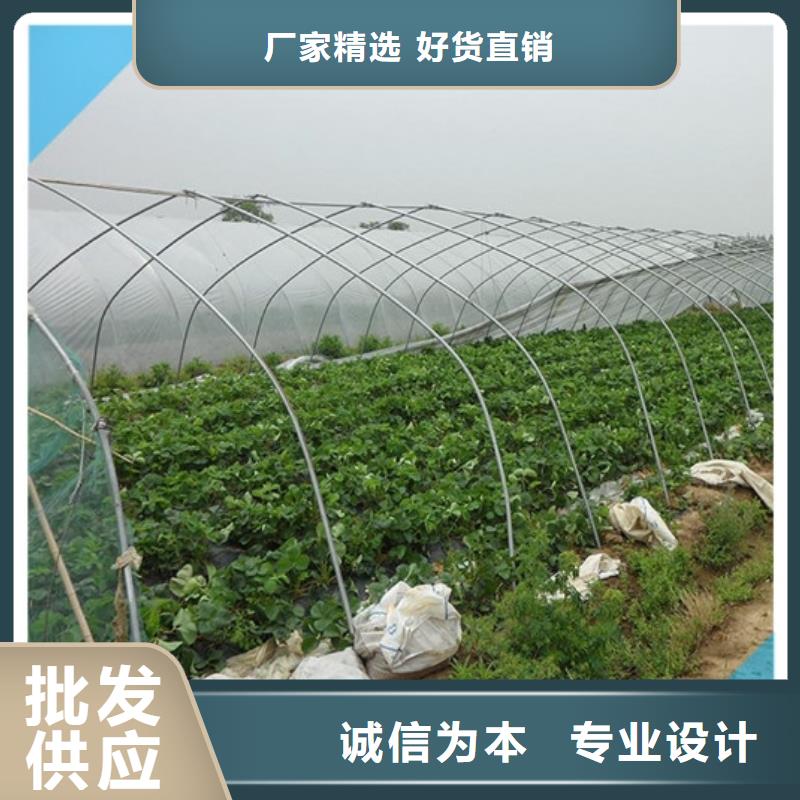 草莓苗苹果苗甄选好厂家