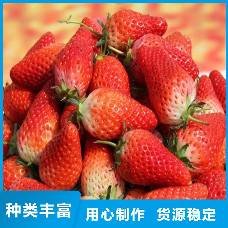 草莓苗-红颜草莓质量看得见