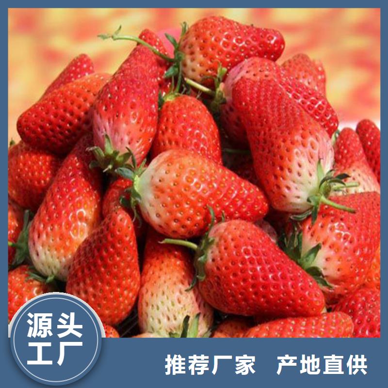 草莓苗苹果苗基地一致好评产品