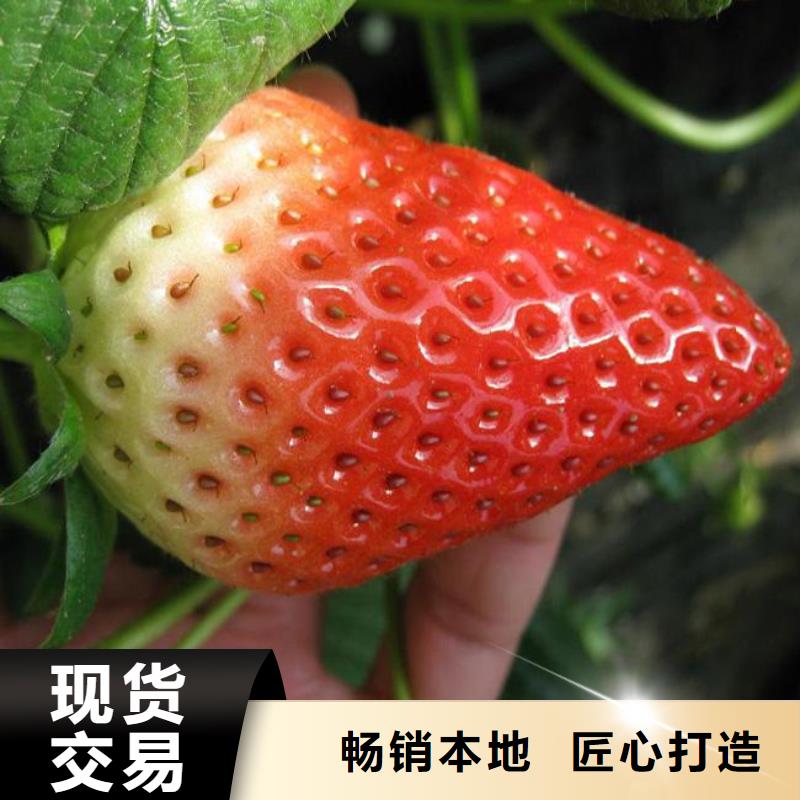 草莓苗_苹果苗基地源头厂家量大价优