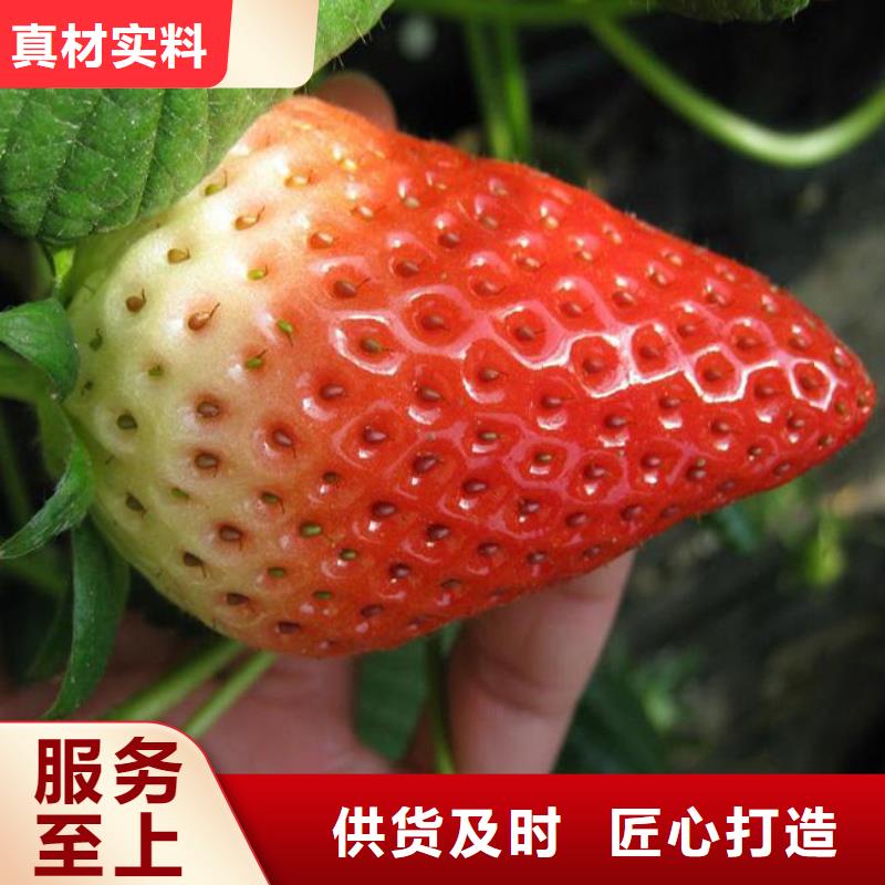 梨树苗视频-梨树苗(广祥)覆盖地域河南省开封市通许|尉氏|平顶山|郑州|商丘|三门峡|安阳|信阳|新乡