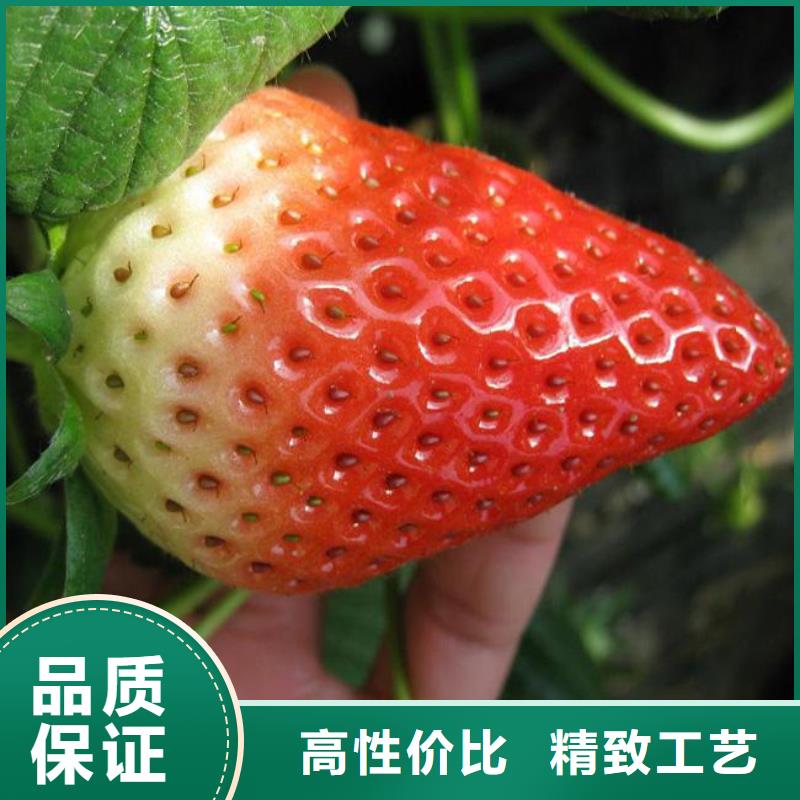 草莓苗-艾琳娜西梅树苗款式多样